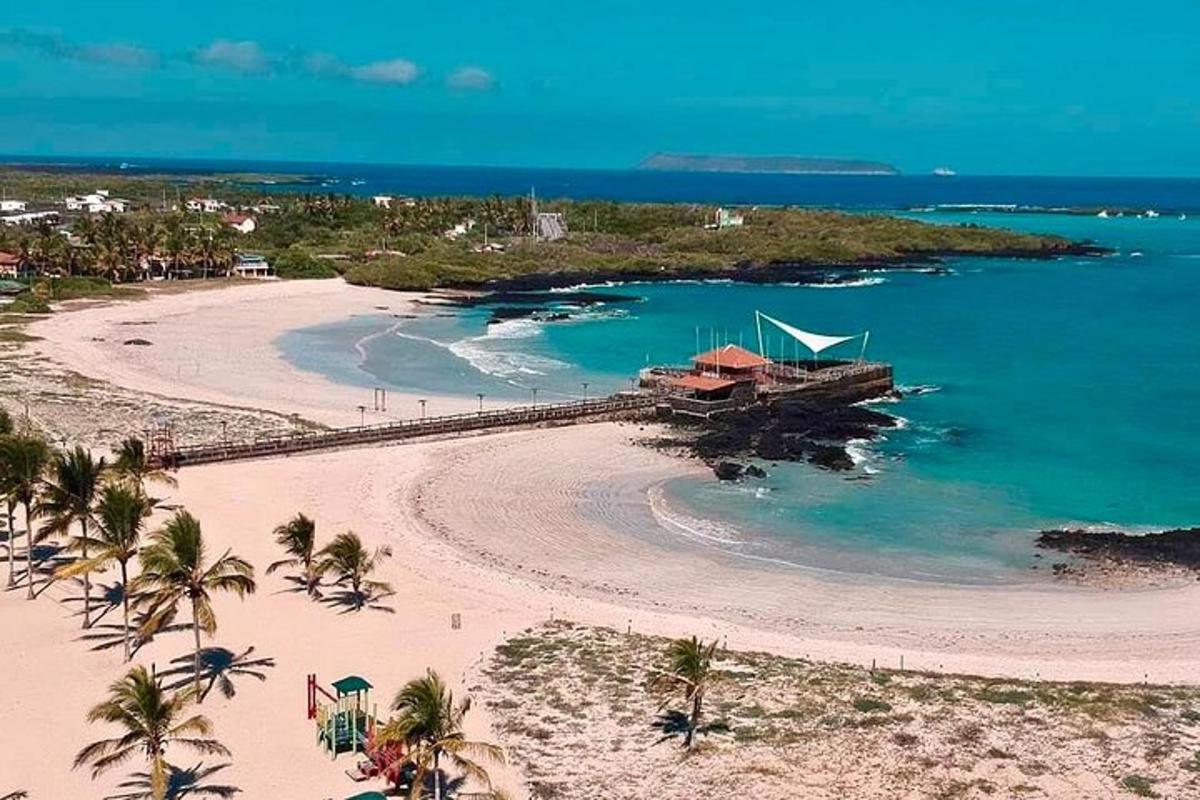 an aerial view of a beach with palm trees and the ocean