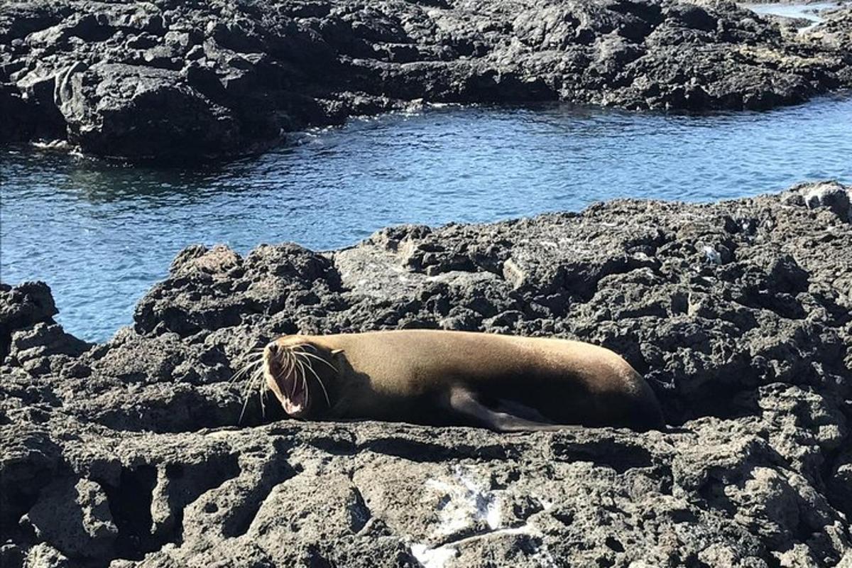 a sea lion laying on the rocks near the water