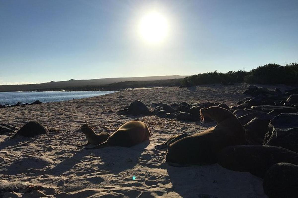a group of seals laying on a beach