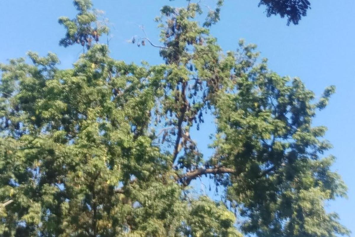 un alto pino contro un cielo azzurro