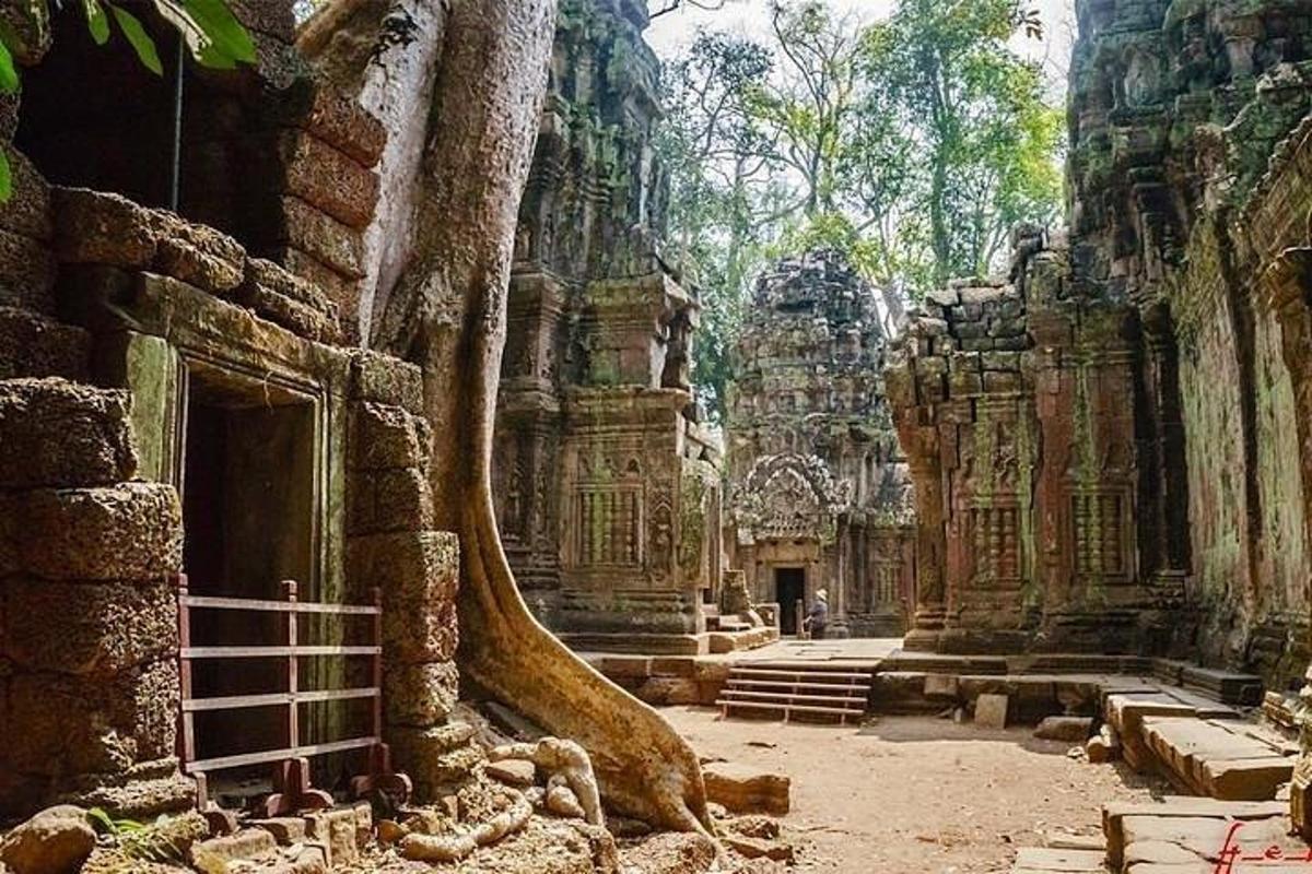 un edificio con un albero che cresce al suo interno