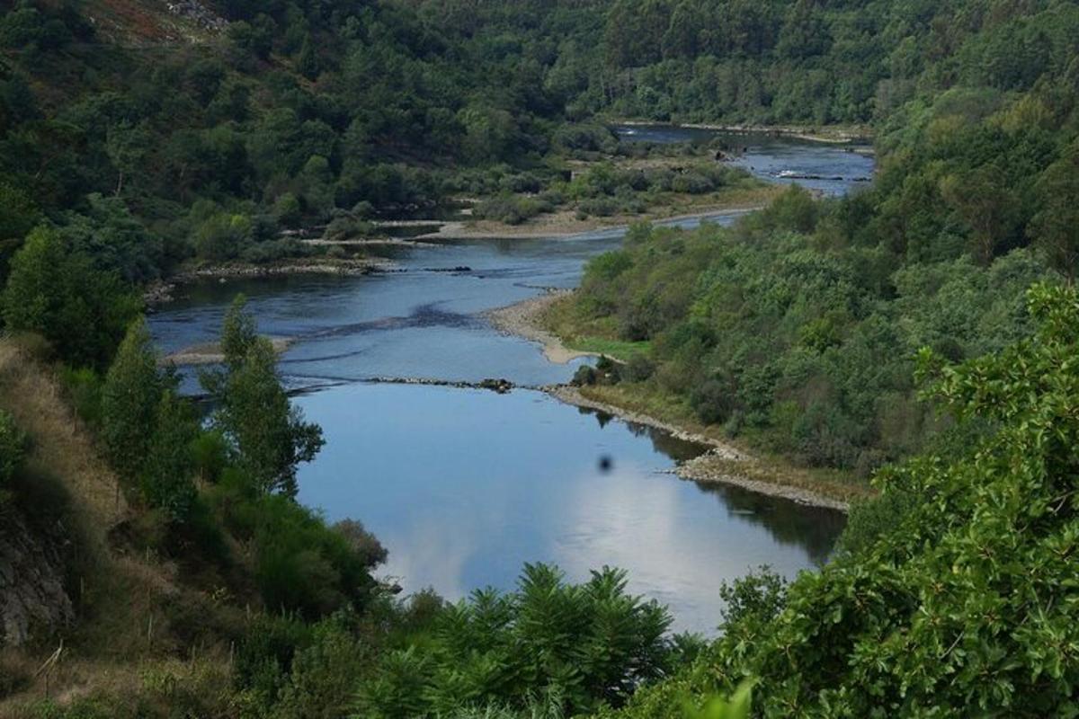 o vedere aeriană a unui râu cu copaci