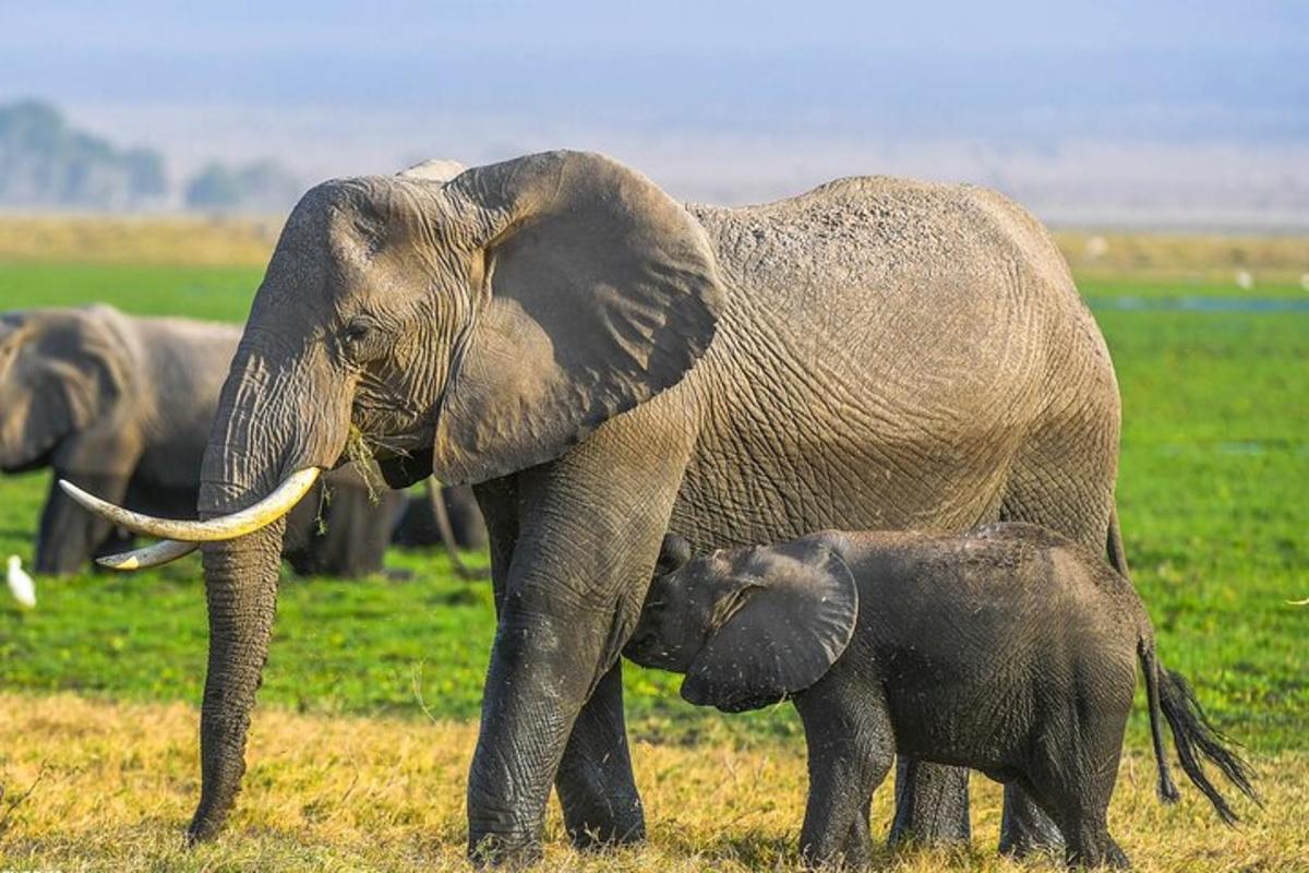 un elefant adult i un elefant petit dempeus en un camp