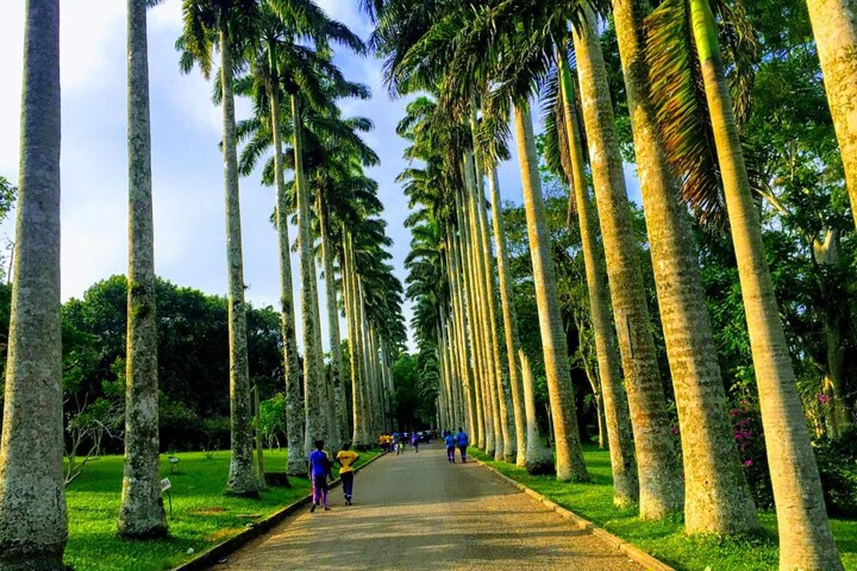uma fileira de palmeiras em uma estrada