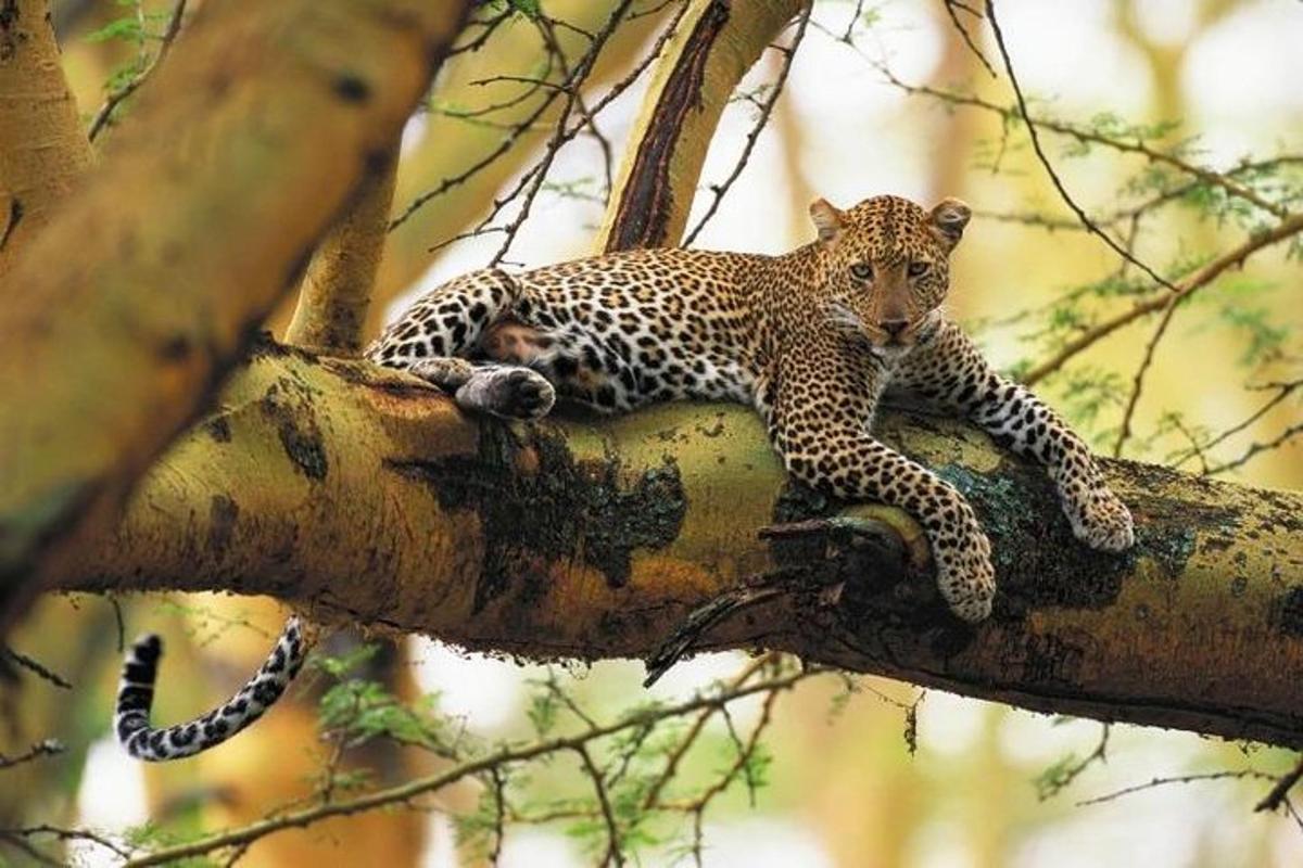 leopard ležící na větvi stromu