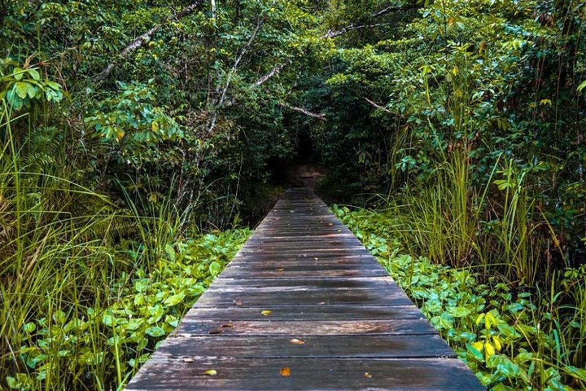 a wooden boardwalk in the middle of a forest