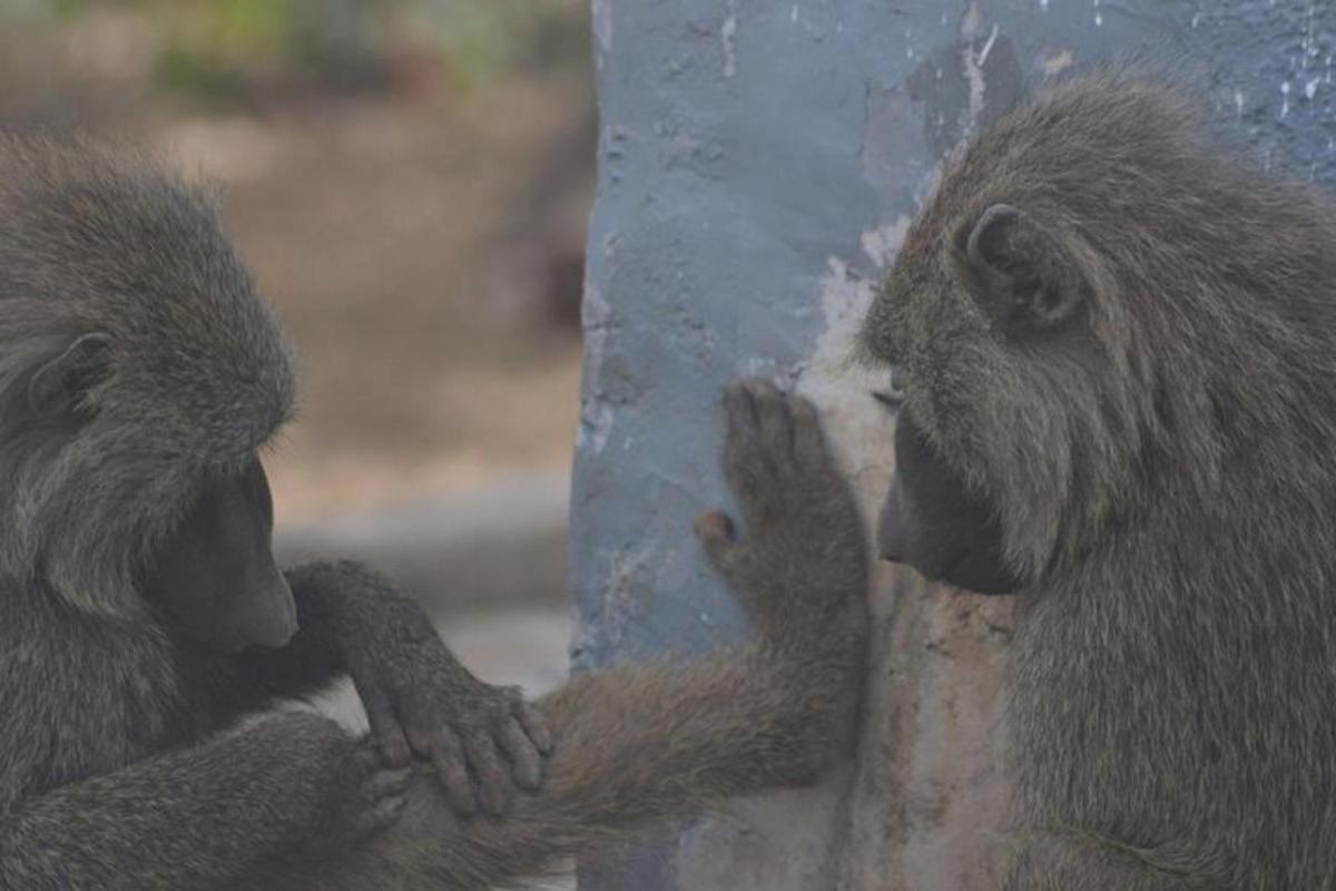 two monkeys are standing next to a pole