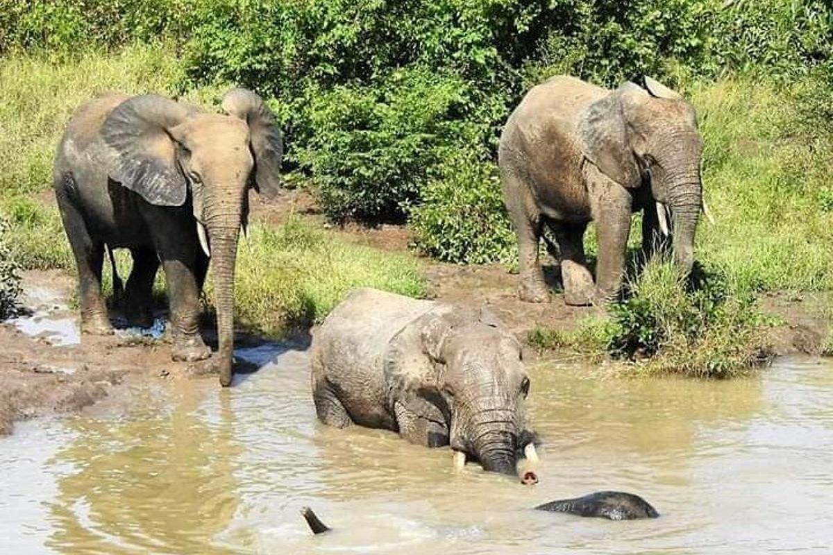 Un grupo de tres elefantes de pie en el agua.