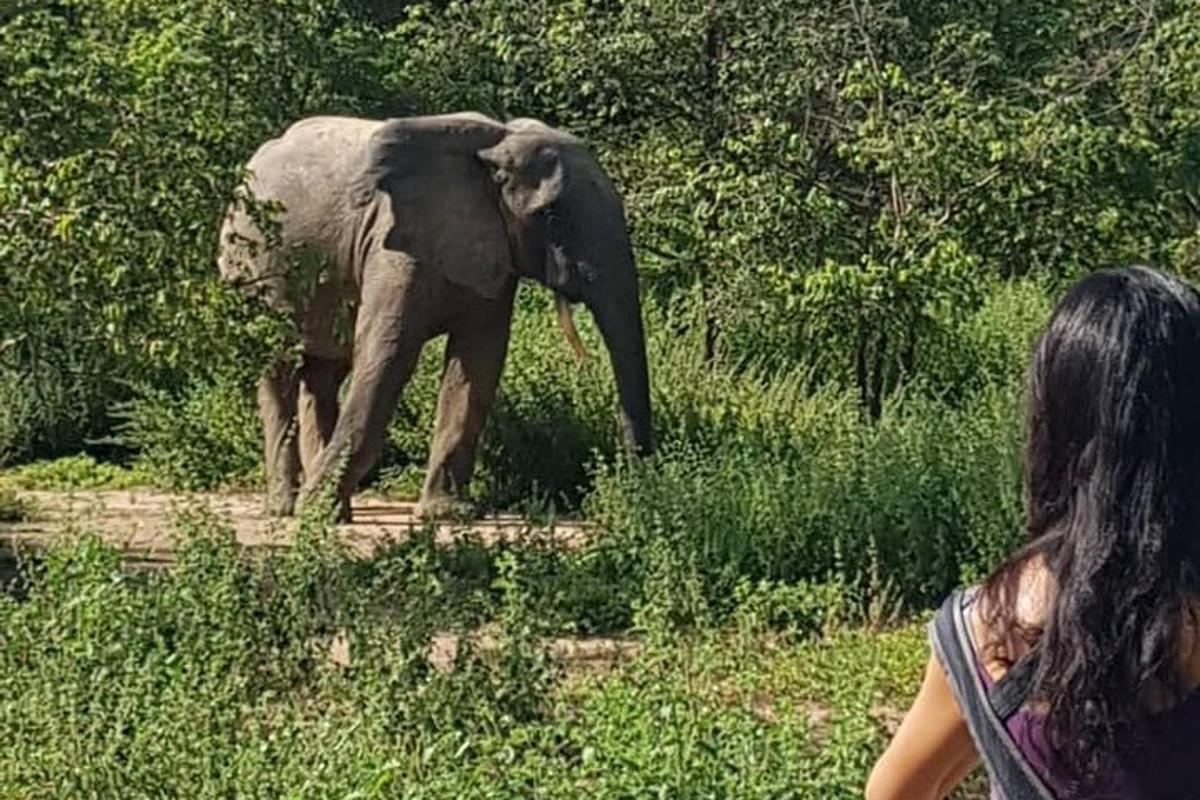 a woman watching an elephant walking in a field