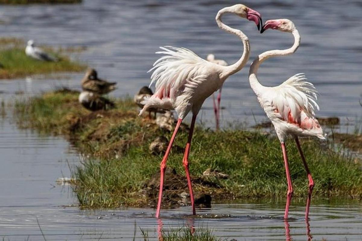 Un grupo de pájaros parados en el agua