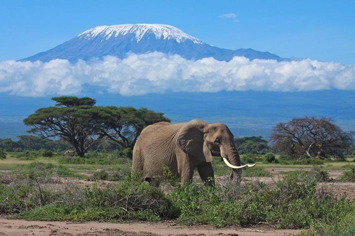 Ein Elefant läuft auf einem Feld mit einem Berg im Hintergrund