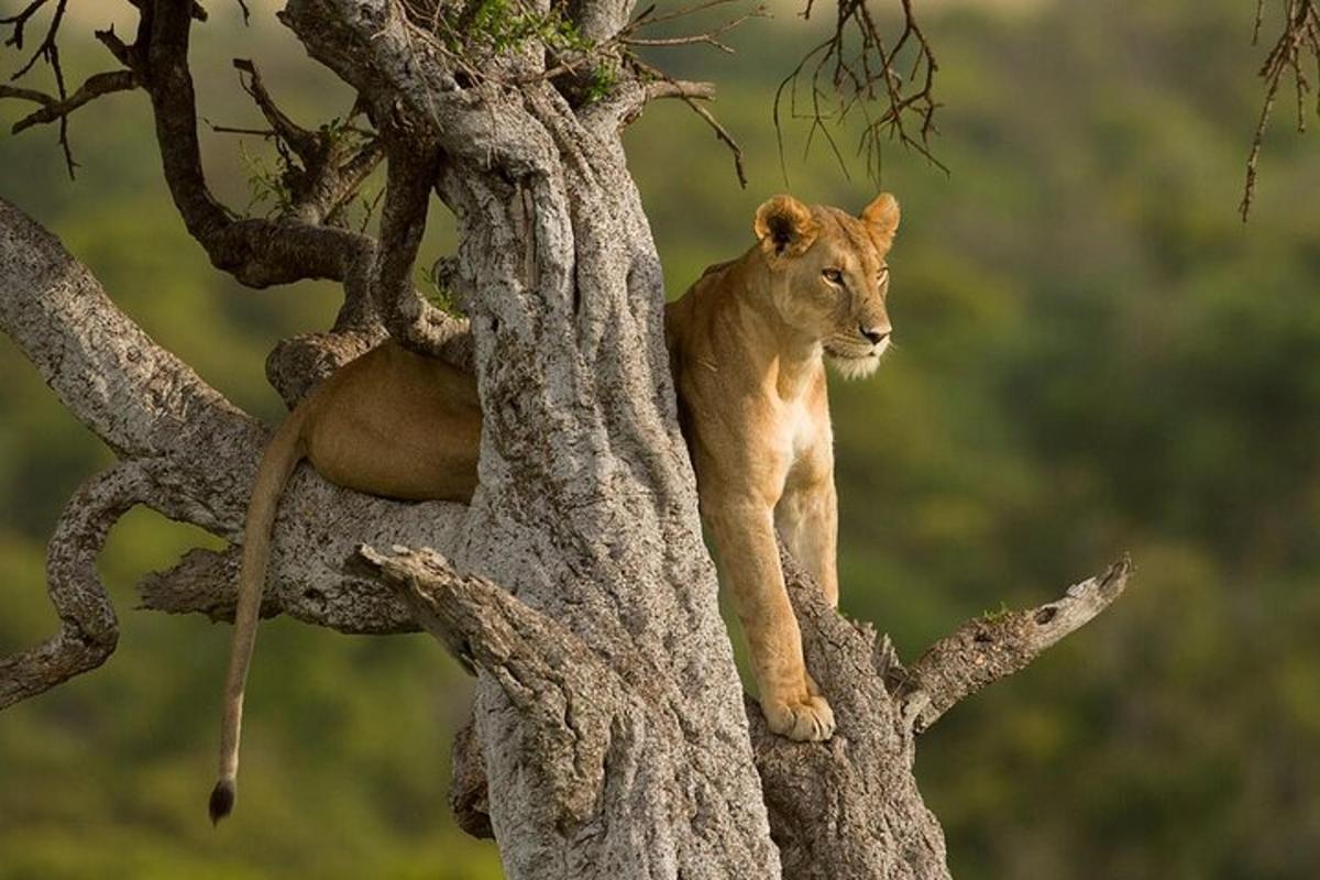 un leone in piedi sulla cima di un albero