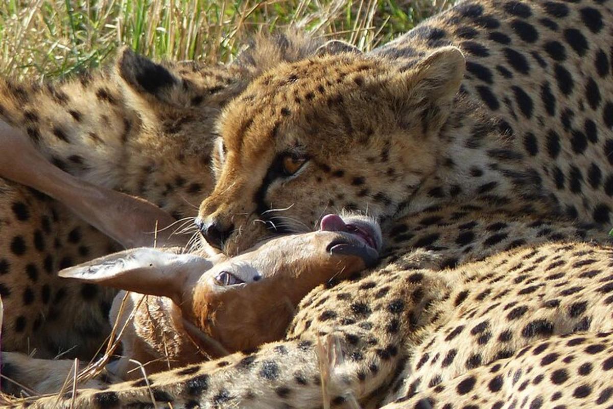 Dos guepardos tumbados en la hierba sosteniendo un animal muerto