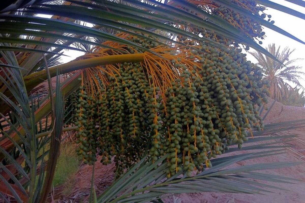 setandan pisang yang tergantung pada pokok palma