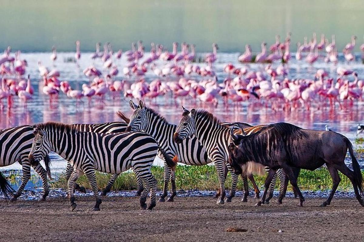 veekogu lähedal jalutav sebrade ja flamingode kari