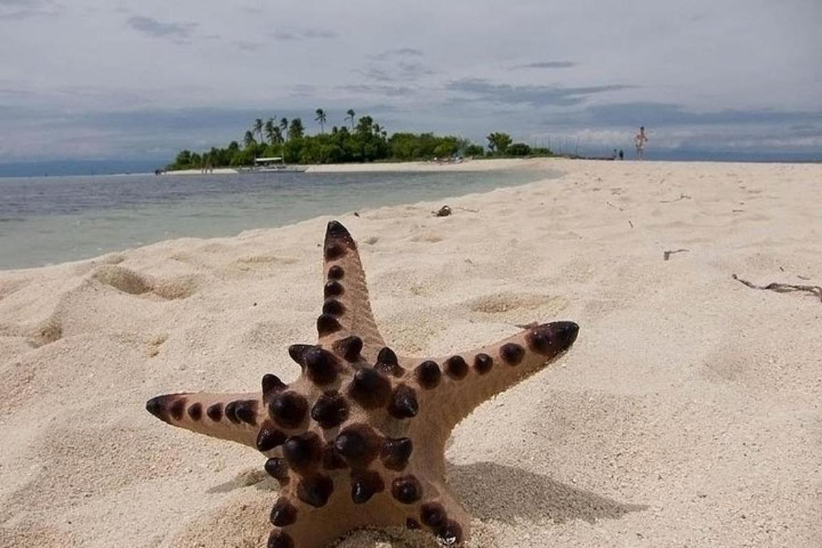 morska zvezda leži na peščeni plaži ob oceanu