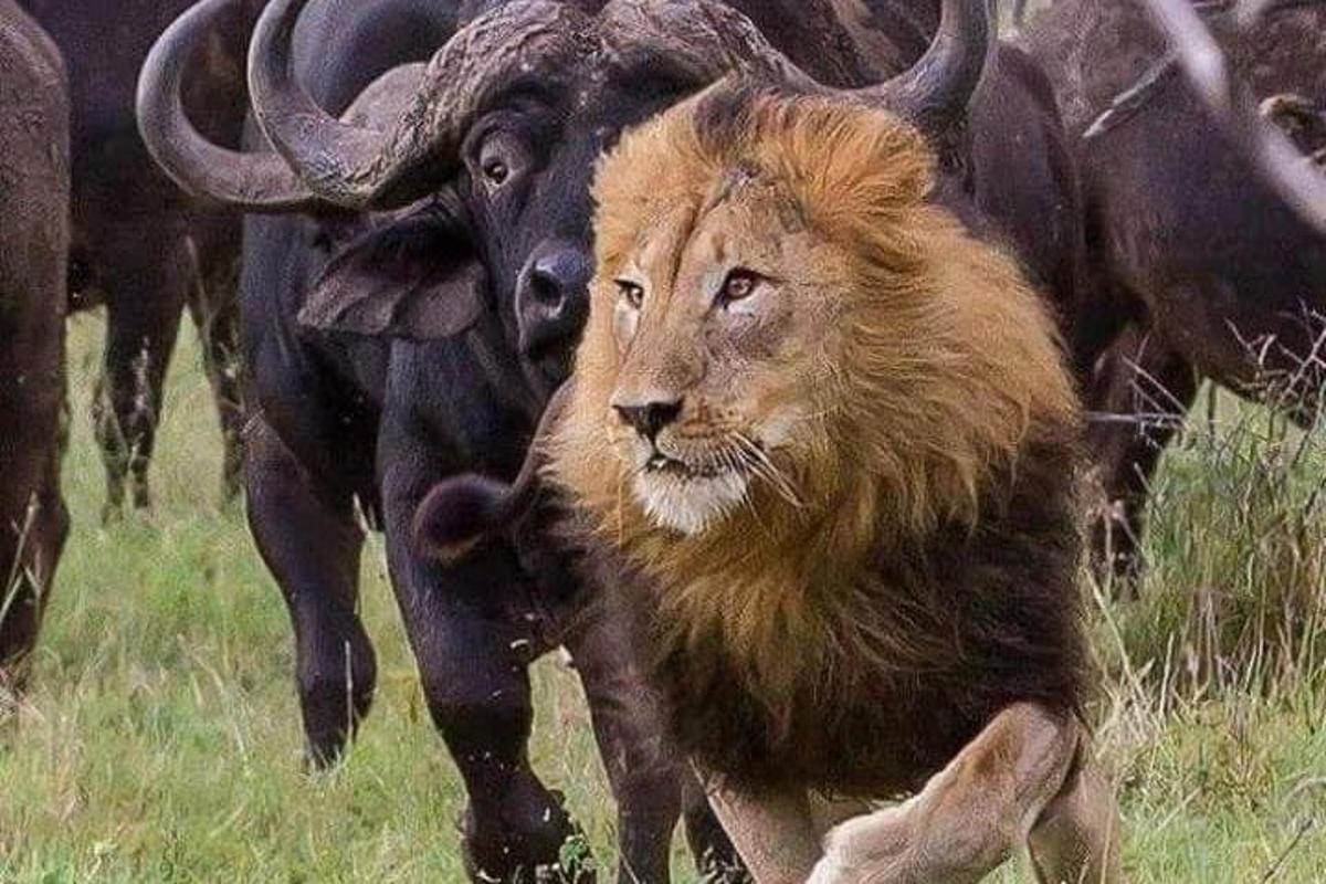 un leone corre davanti a un gruppo di animali