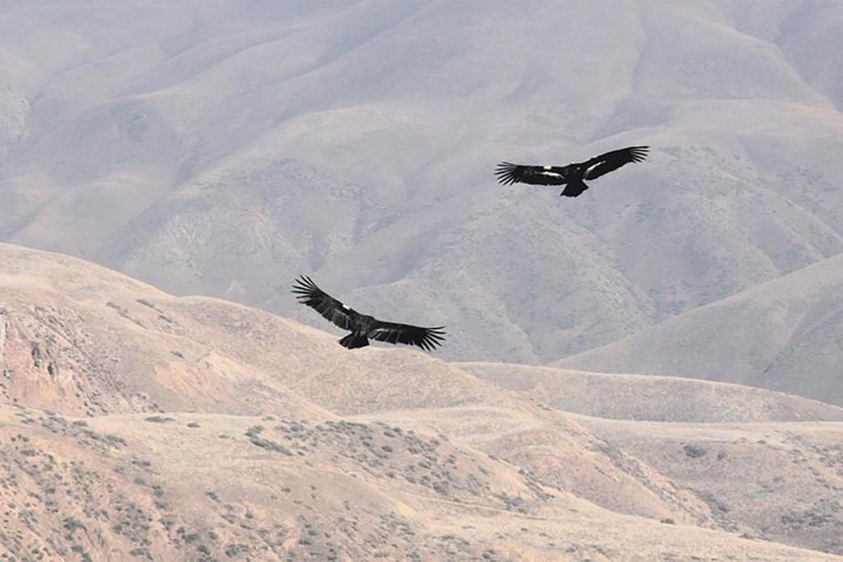 two birds flying in the sky over a mountain
