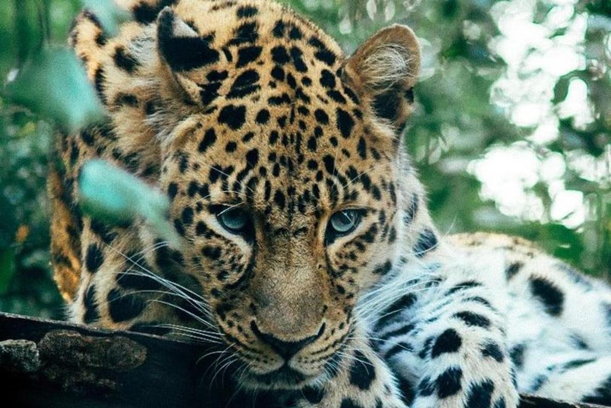 un leopardo è seduto su un ramo di un albero