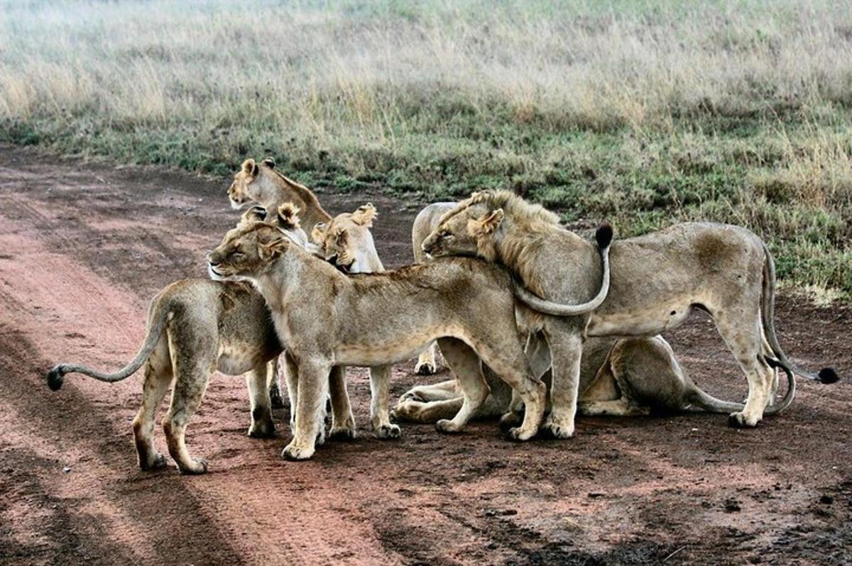 un gruppo di leoni in piedi su una strada sterrata