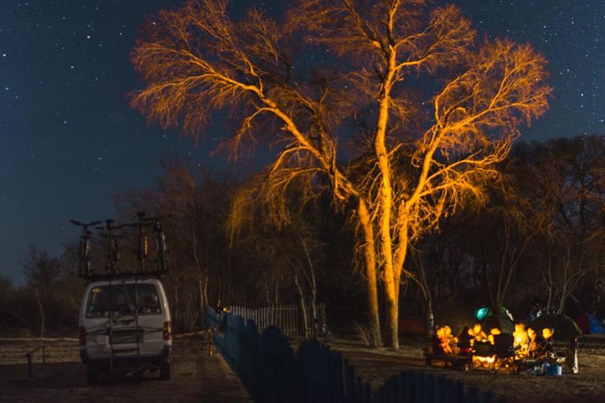 biały van zaparkowany nocą obok drzewa