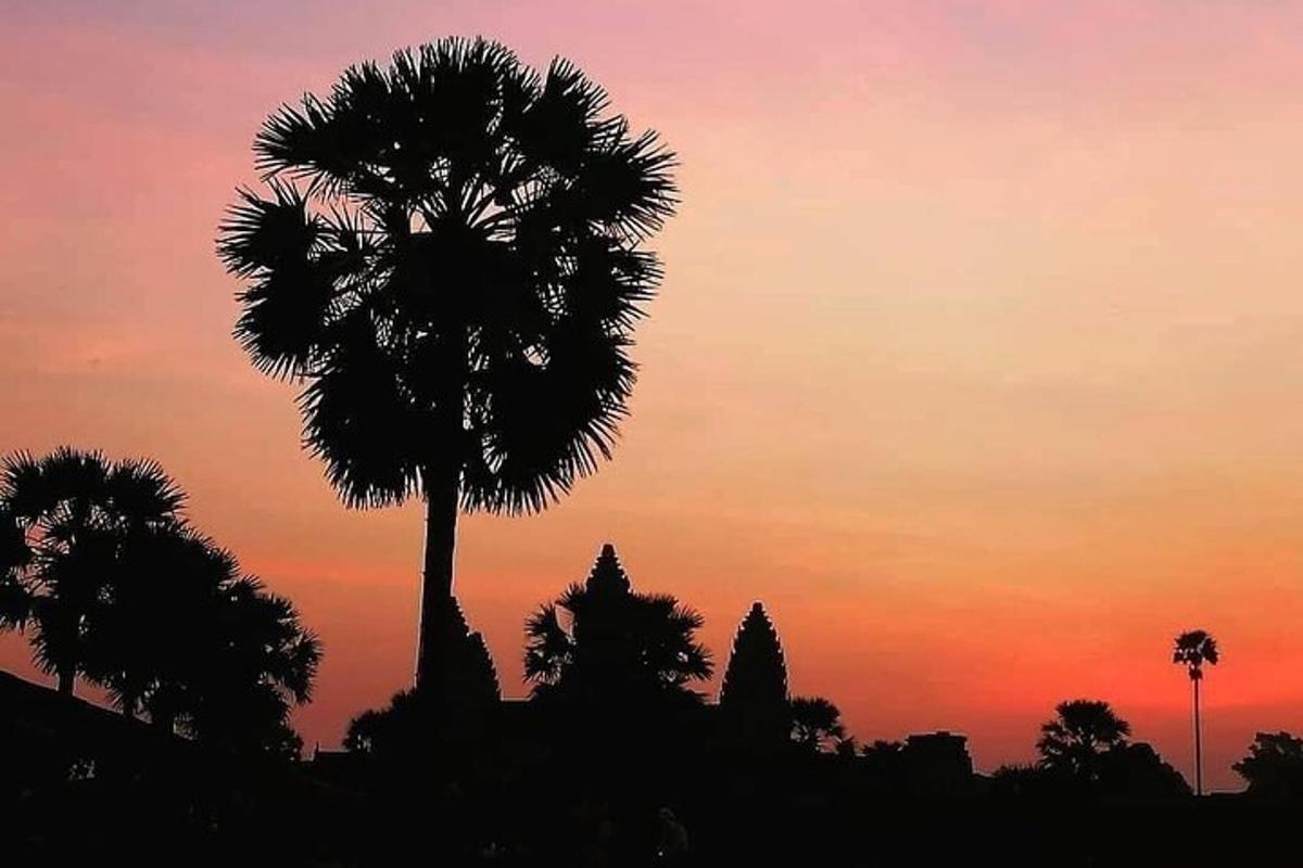 a silhouette of a palm tree at sunset
