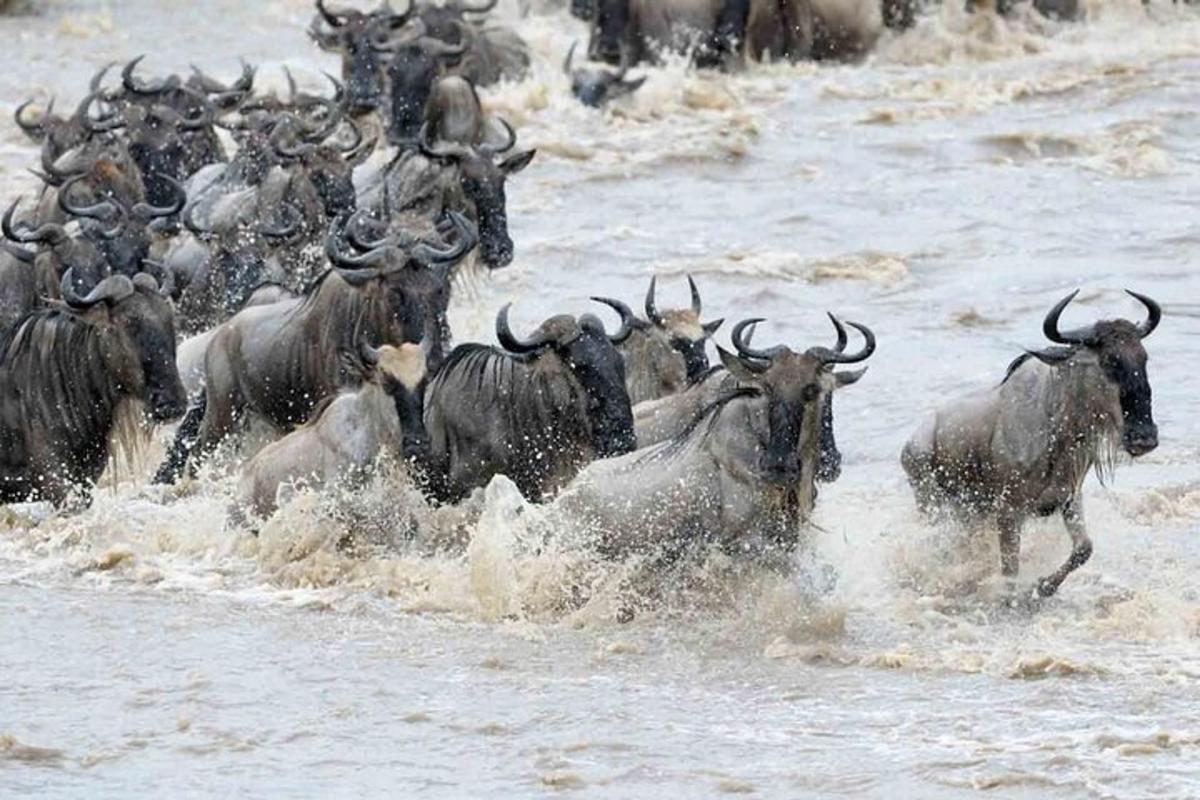 una mandria di animali che corre nell'acqua