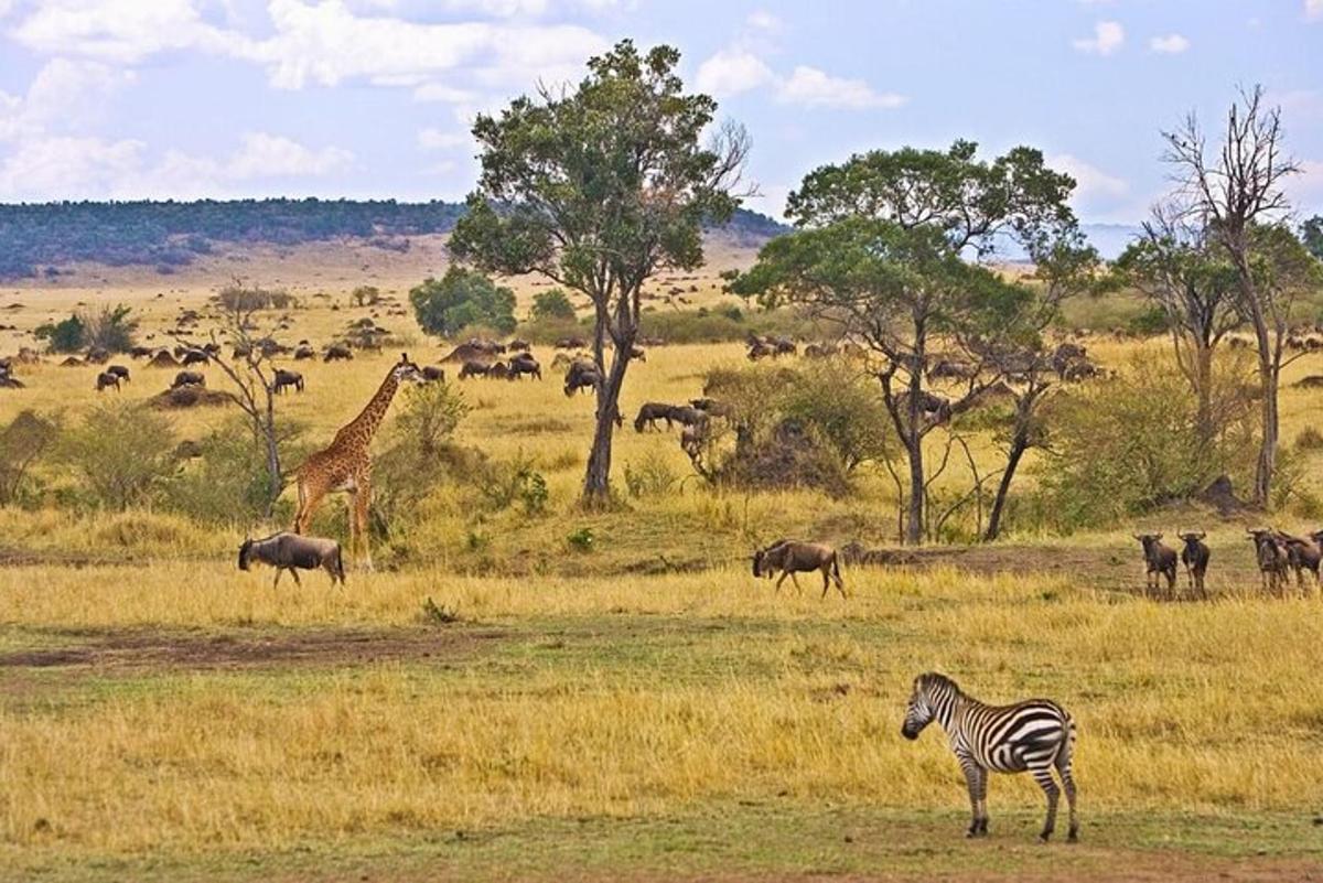 una zebra e una giraffa in piedi in un campo