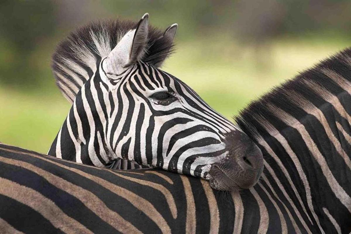zebra opírající hlavu o hřbet jiné zebry