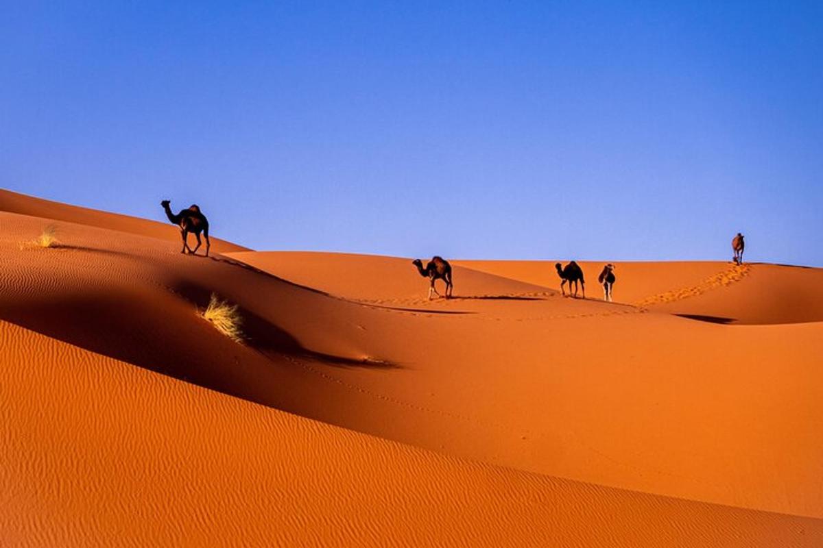 a group of camels walking in the desert