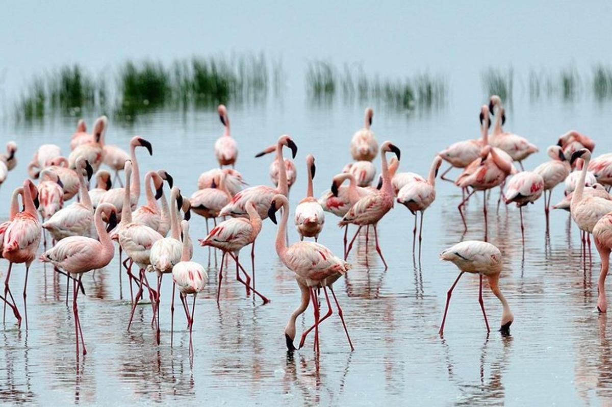 sekawan flamingo merah jambu berdiri di dalam air