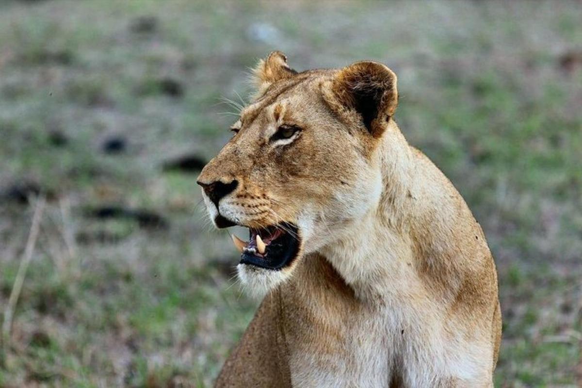 Un león parado en un campo con la boca abierta