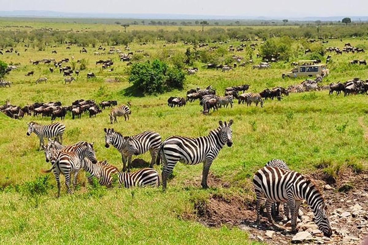 uma manada de zebras em um campo