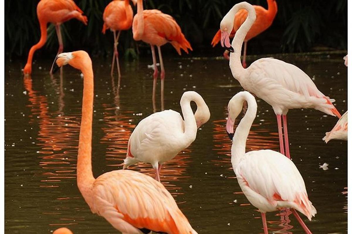 Un grupo de flamencos de pie en el agua.