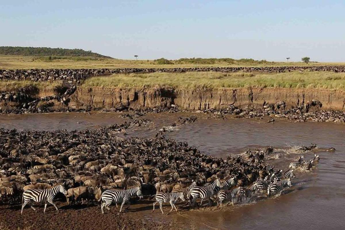 eine Herde Zebras und anderer Tiere überqueren einen Fluss