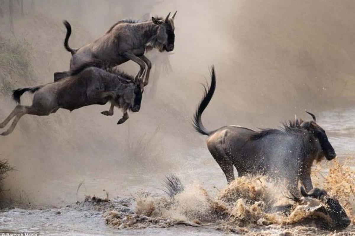Un grupo de animales salvajes saltando en el agua