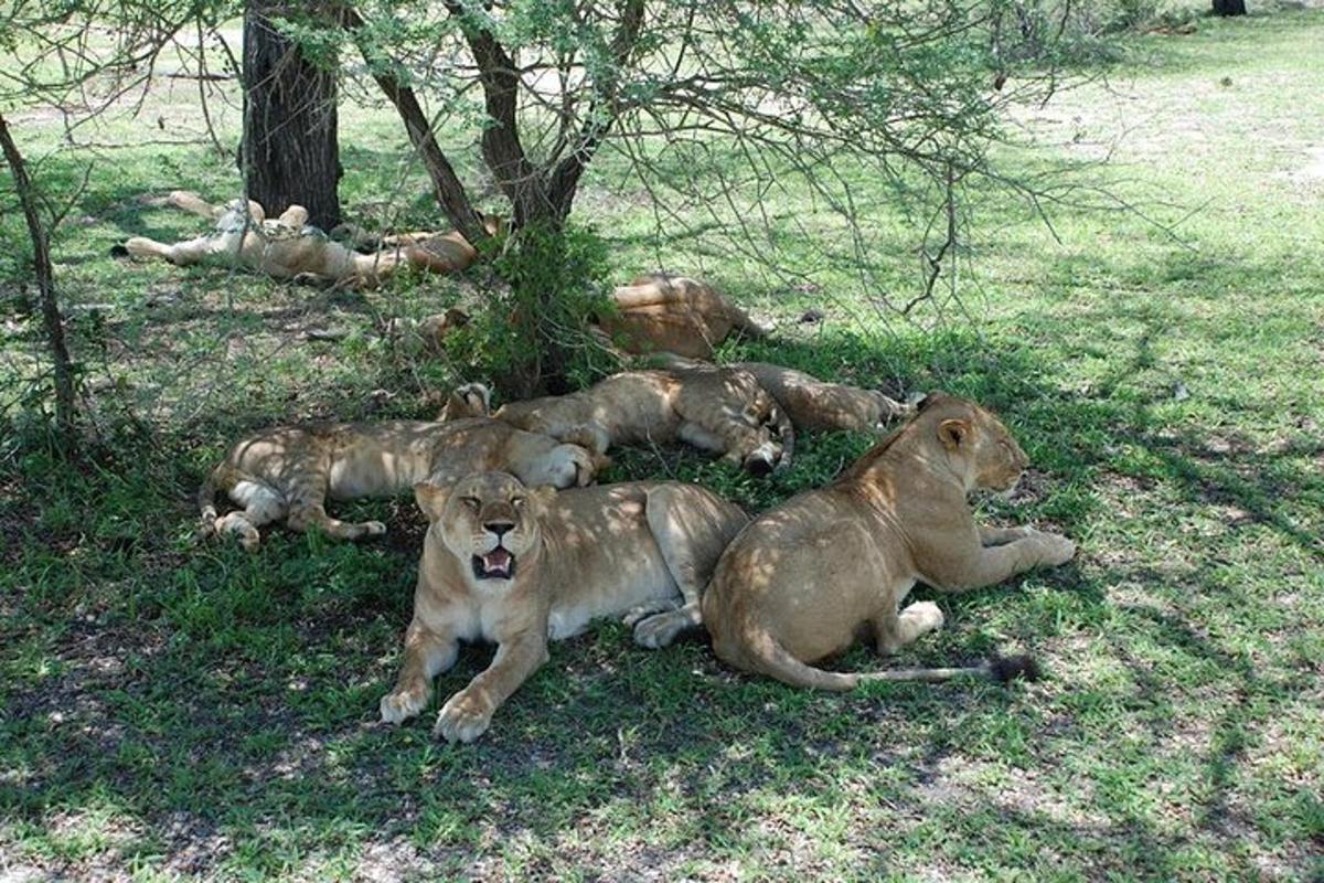 un gruppo di leoni sdraiati sull'erba sotto un albero