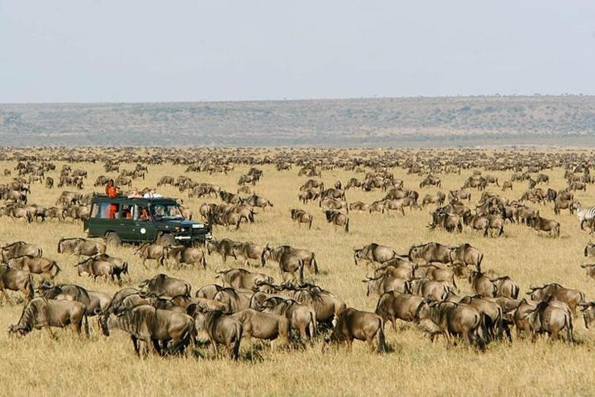 una grande mandria di animali in un campo con un camion
