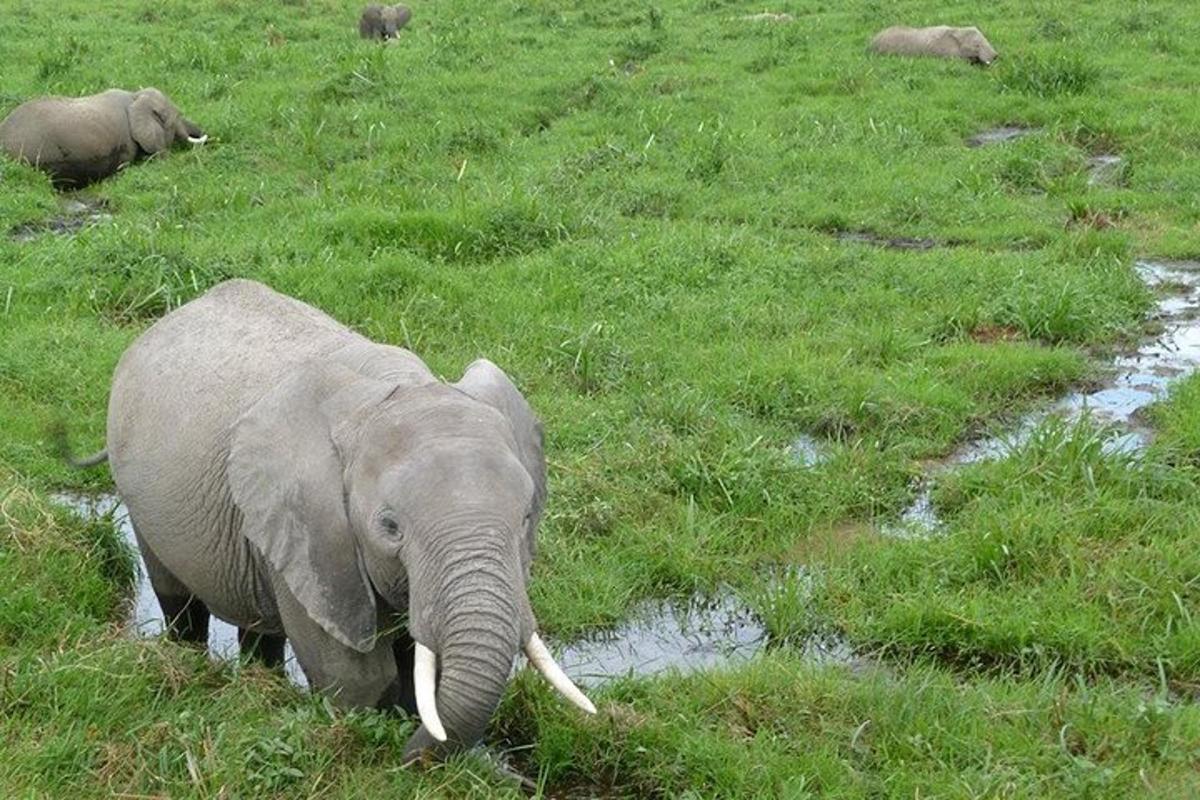 un pui de elefant mergând pe un câmp cu iarbă