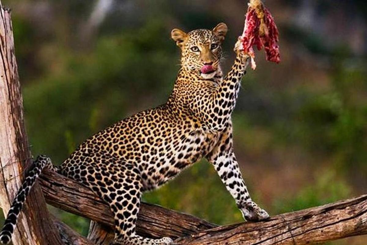 un leopard stând pe o creangă mâncând o bucată de mâncare