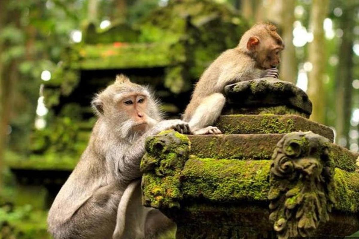 hai con khỉ ngồi trên đỉnh một cột đá