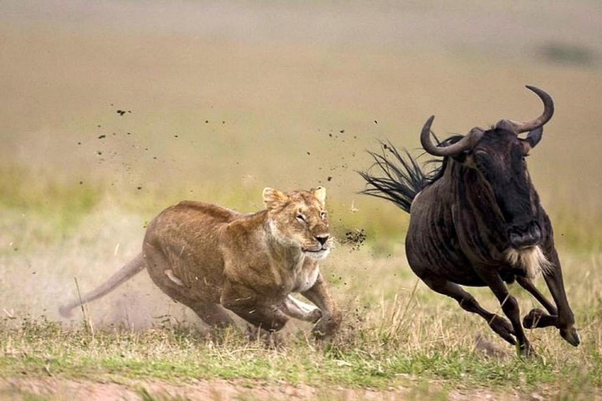 a lion and a bull running in a field