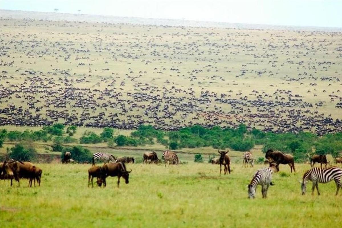 uma manada de zebras e outros animais em um campo