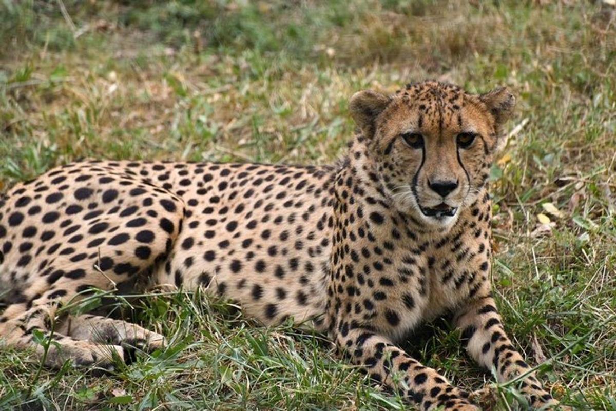 un ghepardo sdraiato sull'erba in un campo