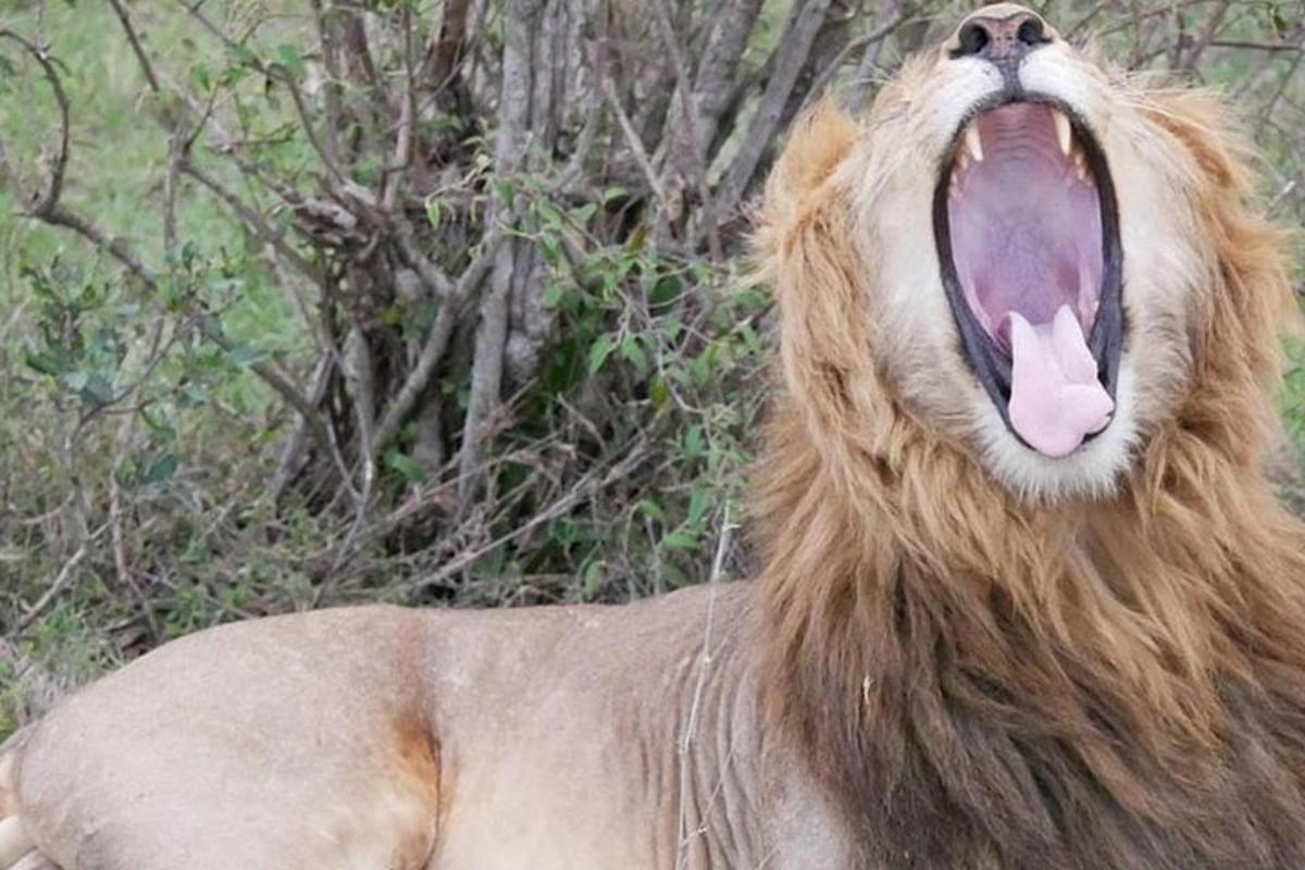 un leone con la bocca aperta e la lingua
