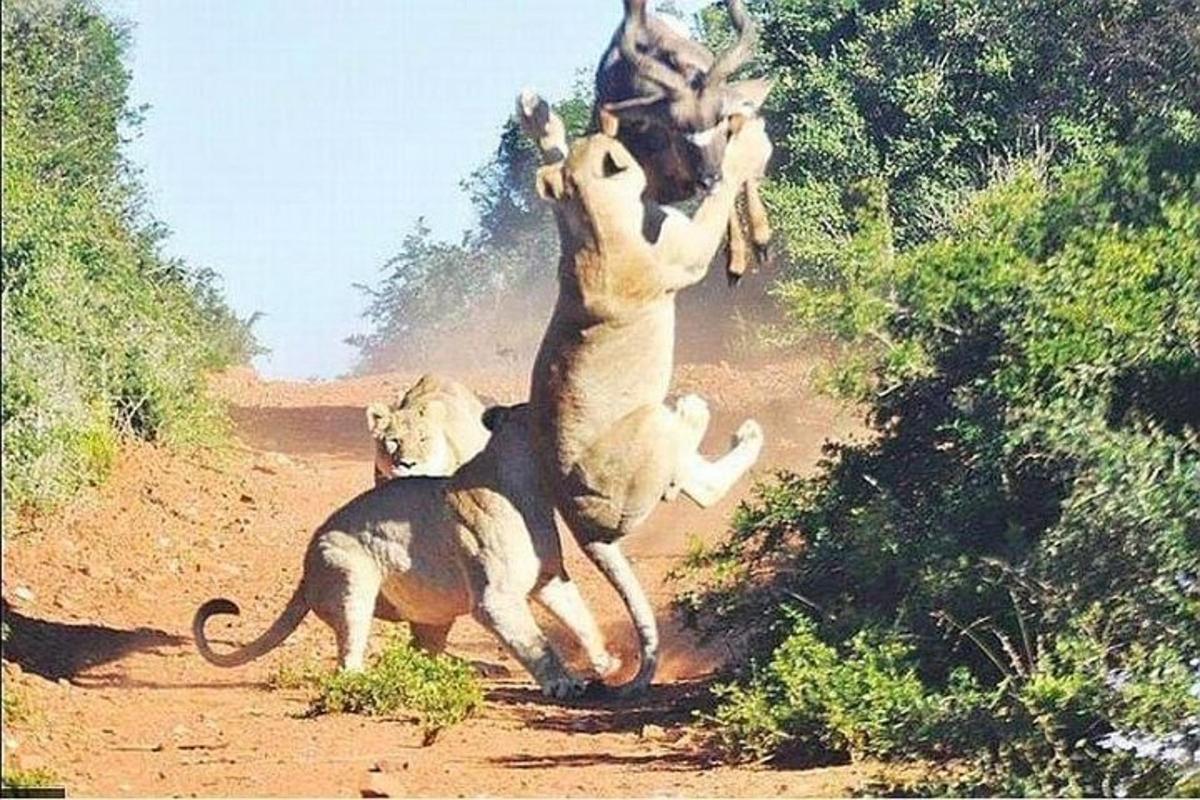 Un grupo de tres leones jugando en un camino de tierra.