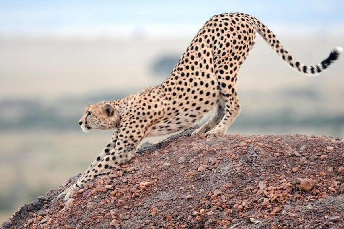 ein Gepard, der auf einem Felsen steht