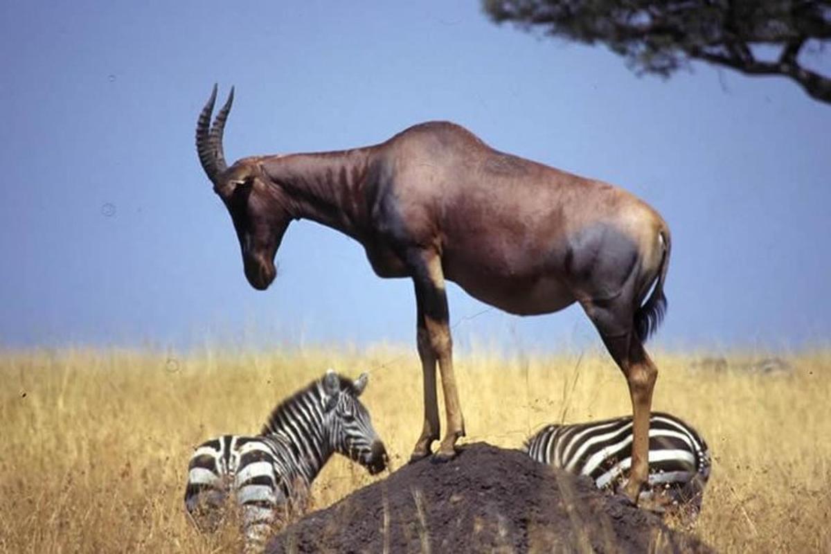 un'antilope in piedi su una roccia con due zebre