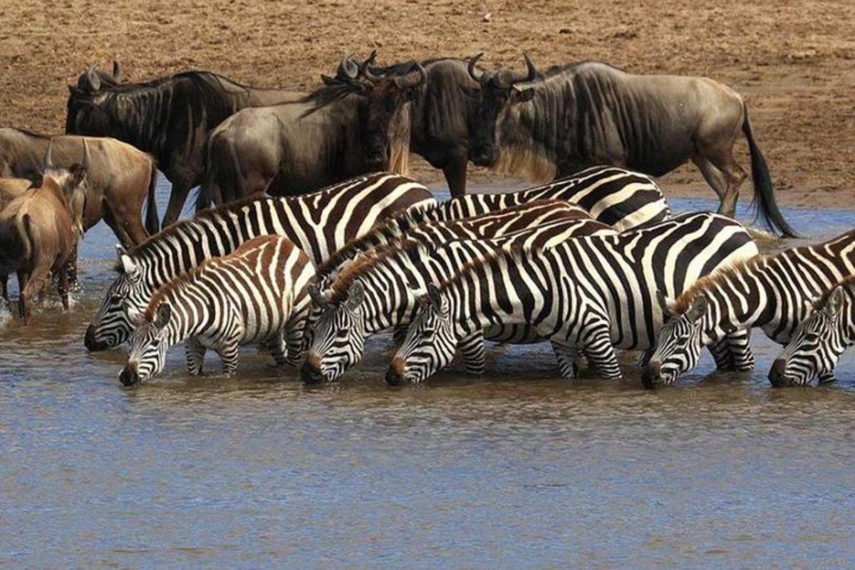 un ramat de zebres i altres animals a l'aigua