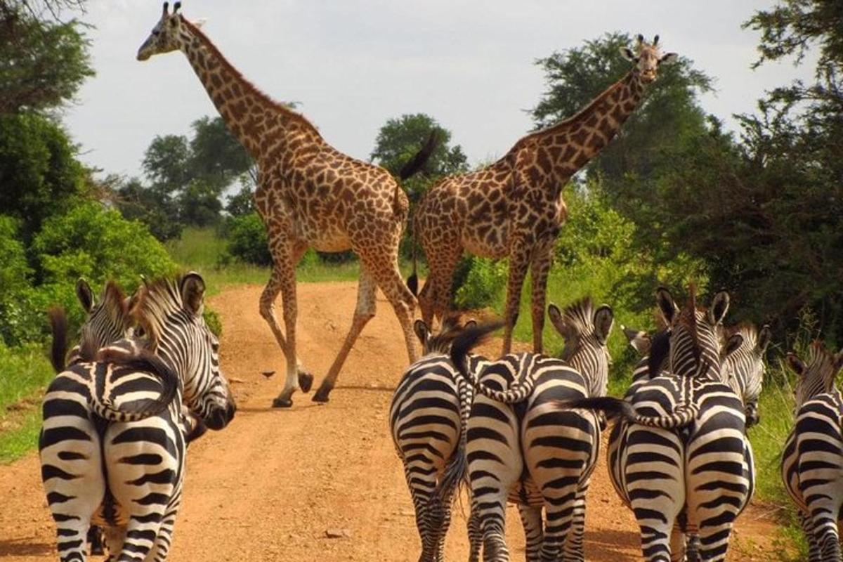 un gruppo di zebre e giraffe che camminano su una strada sterrata
